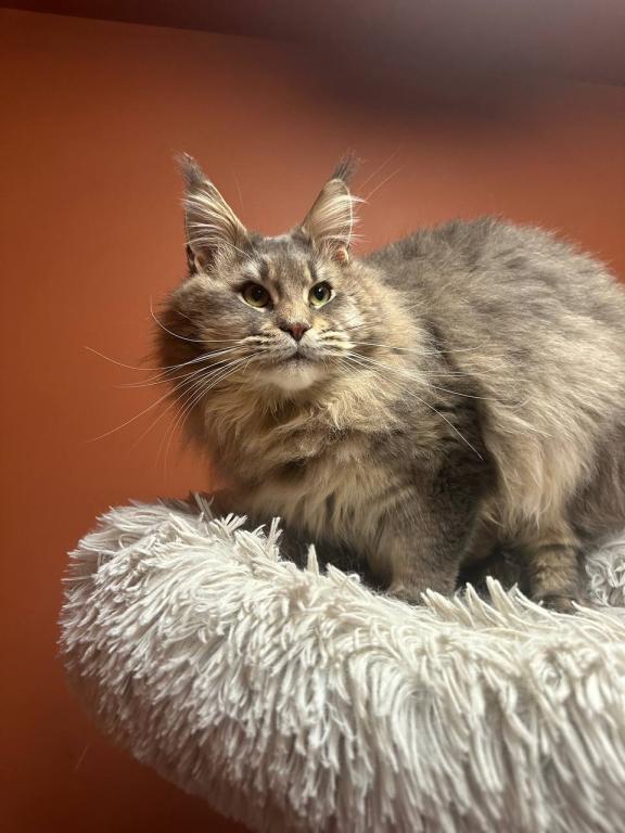Cattery Clos Titled Male For House Pet Ar Breeding photo 3