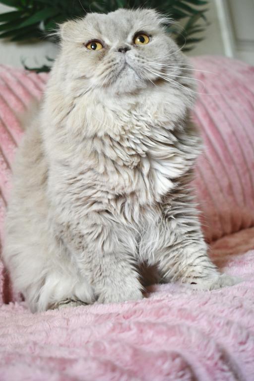 Dandy photo 4