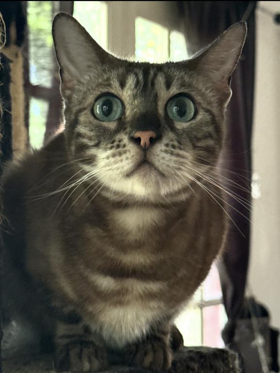 Pharoah photo 1