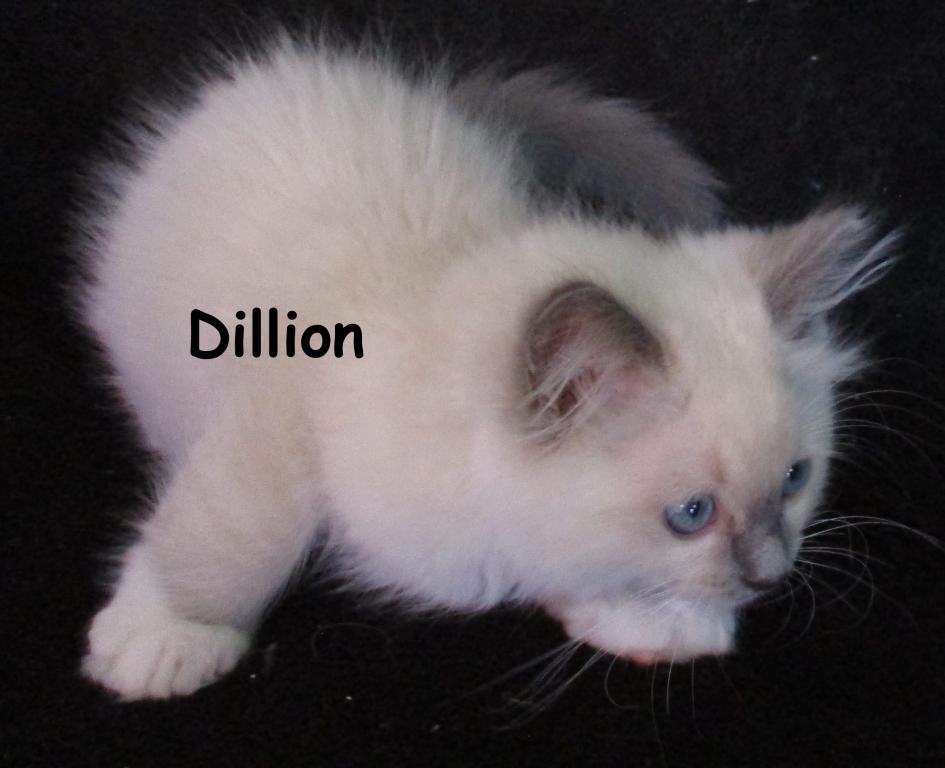 Dillion photo 1