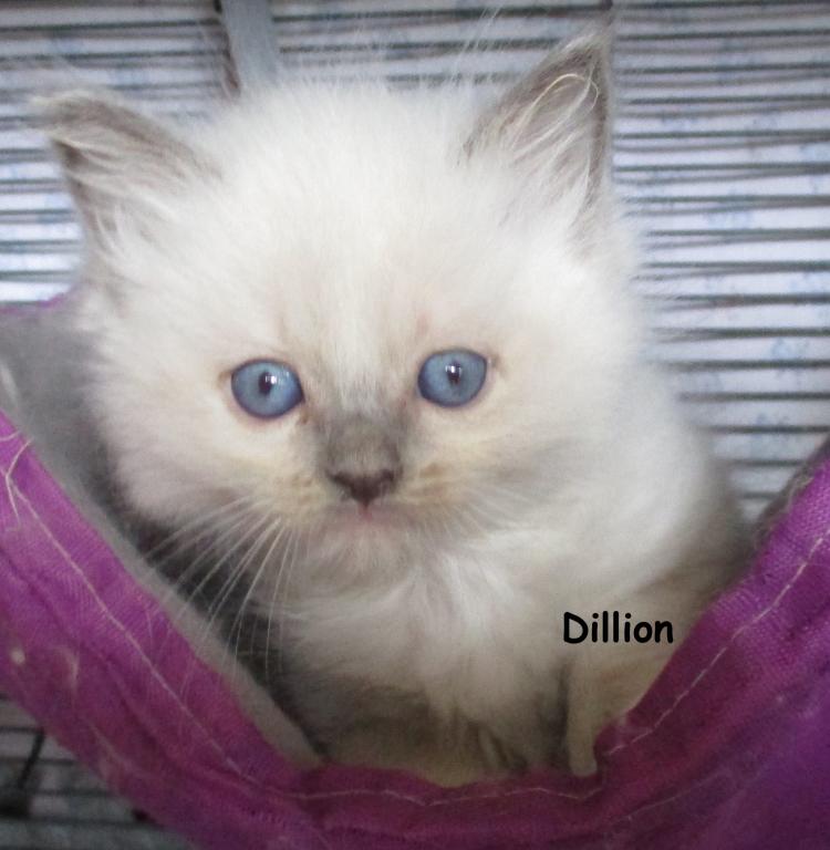 Dillion photo 5