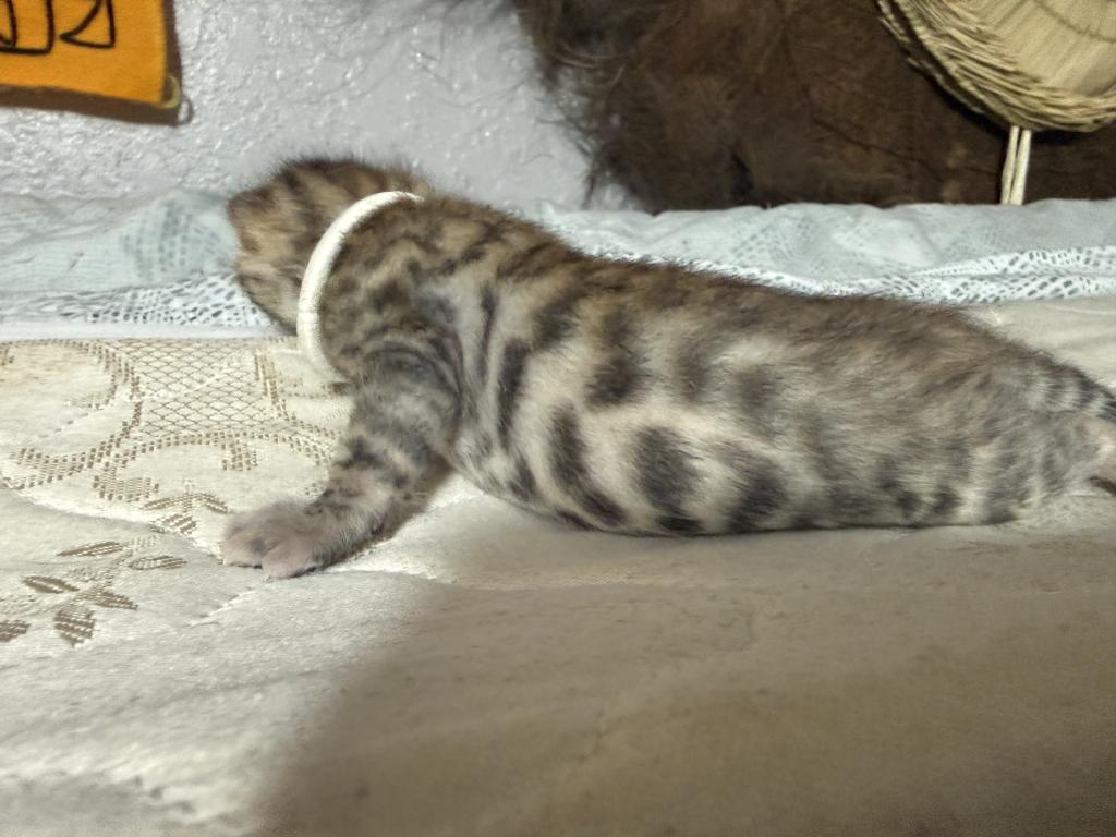 LF2 photo 9