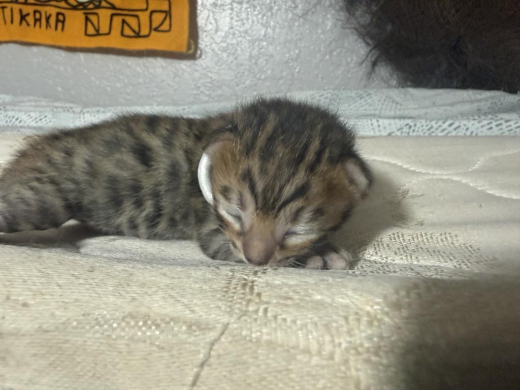 LF2 photo 49
