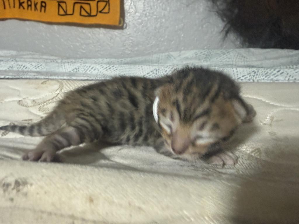 LF2 photo 47