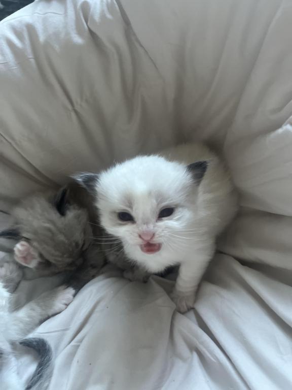 Ragdoll Boy photo 2