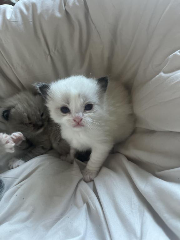 Ragdoll Boy photo 1