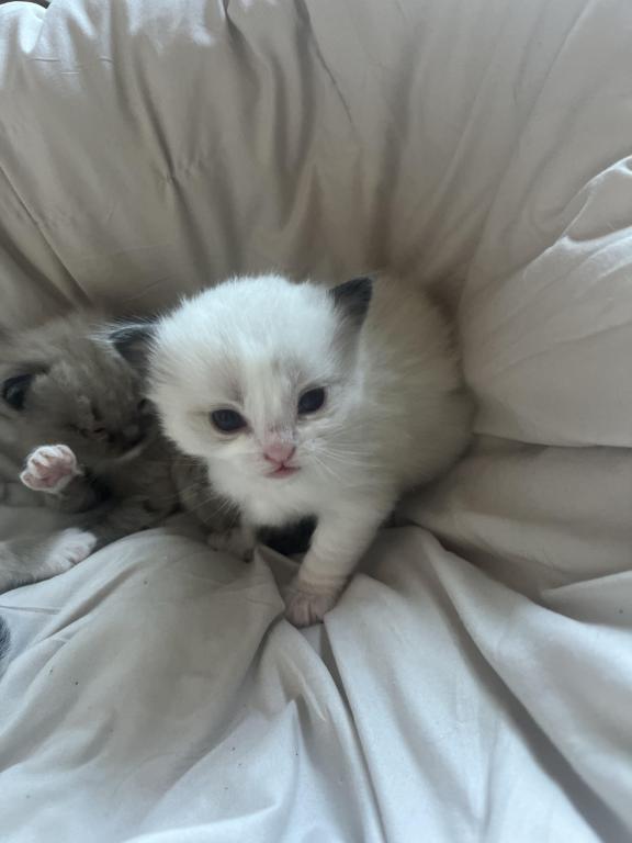Ragdoll Boy photo 3