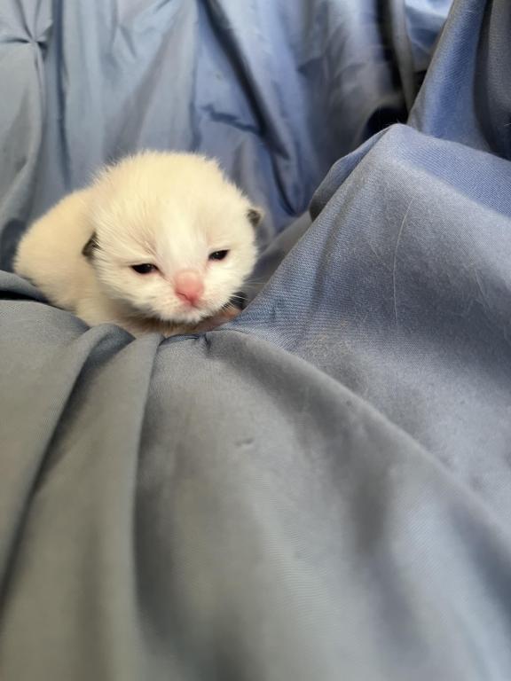 Ragdoll Boy photo 5