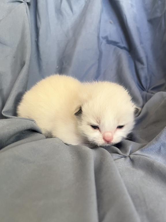 Ragdoll Boy photo 6
