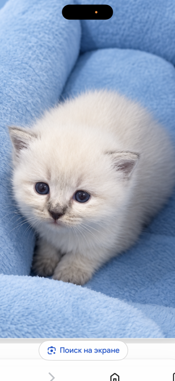 Siberian photo 1