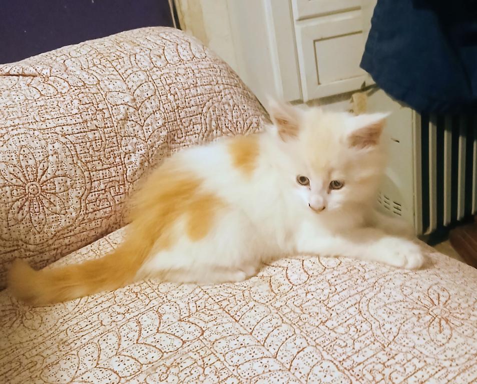Poly Baby Cats photo 3