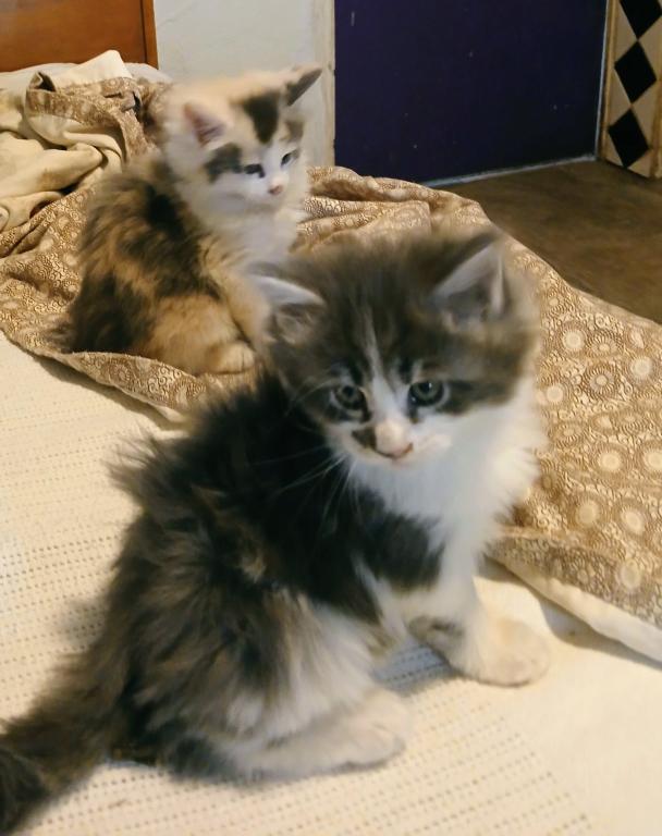 Poly Baby Cats photo 8