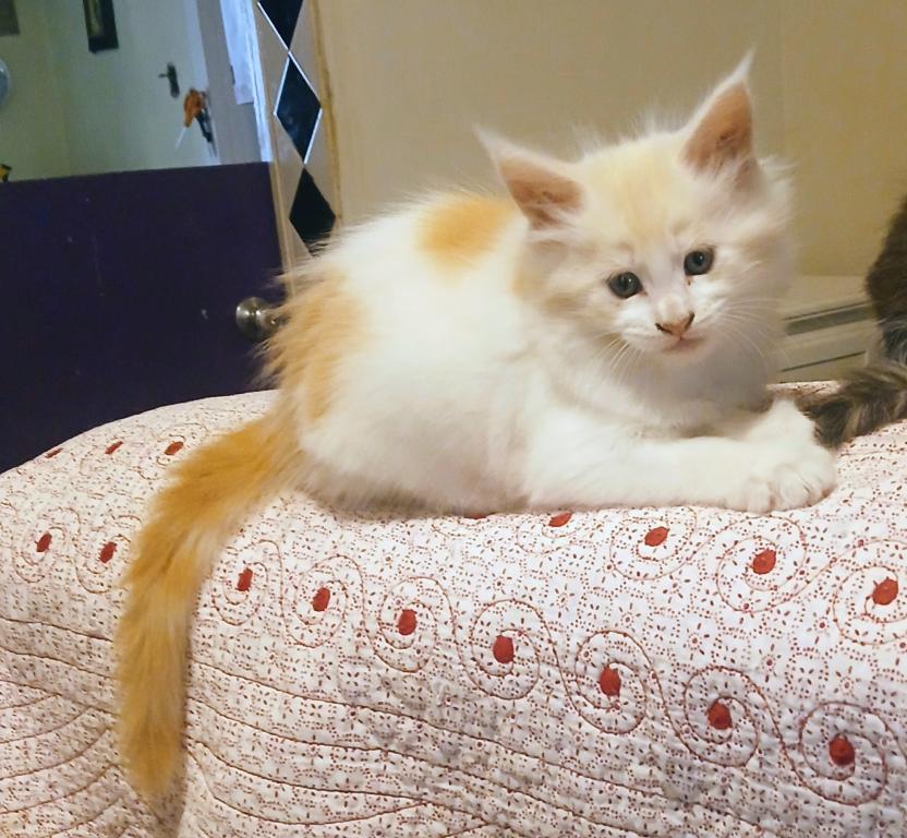 Poly Baby Cats photo 2