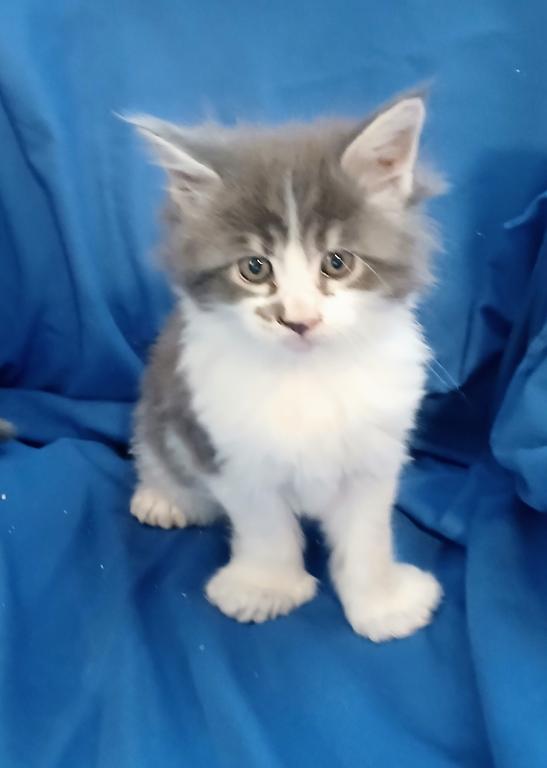 Poly Baby Cats photo 1