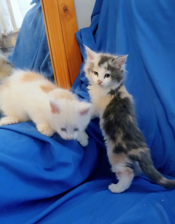 Poly Baby Cats photo 9