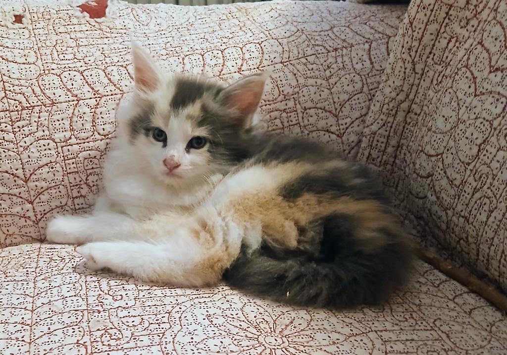 Poly Baby Cats photo 6