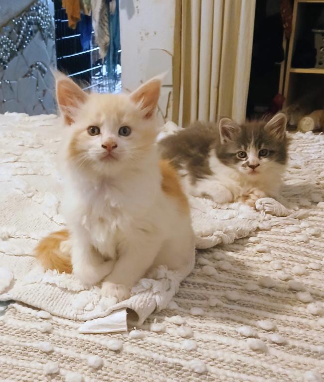 Poly Baby Cats photo 4