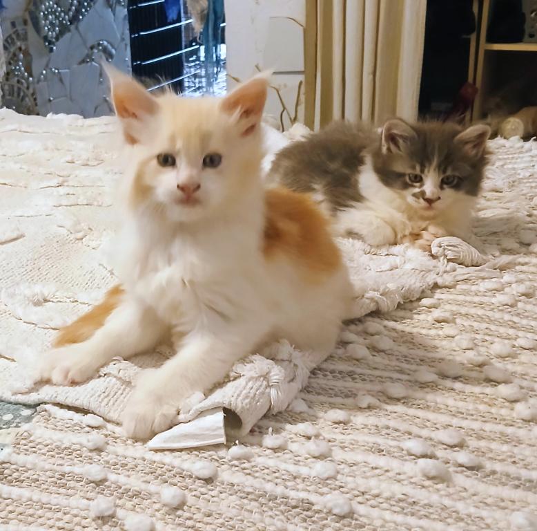 Poly Baby Cats photo 5