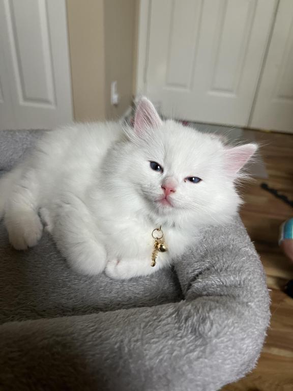 Zeus photo 4