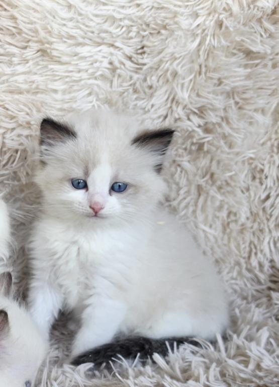 Ragdolls photo 8
