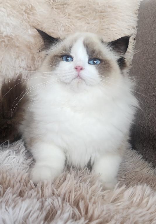 Pure Breed RAGDOLL KITTENS photo 16