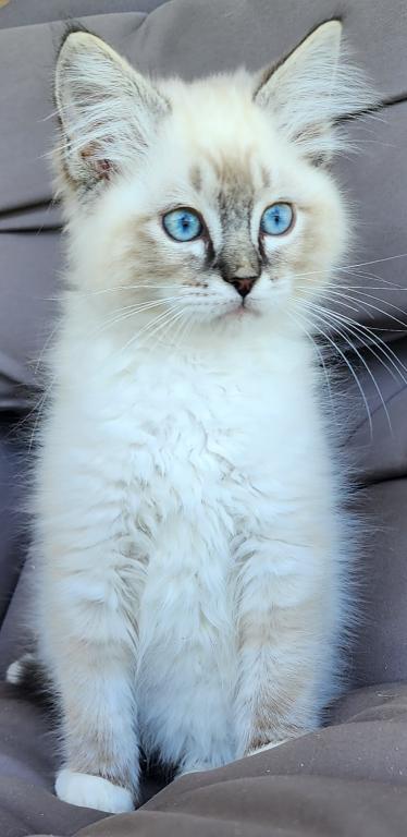 Pure Breed RAGDOLL KITTENS photo 10