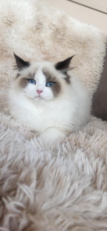 Pure Breed RAGDOLL KITTENS photo 15