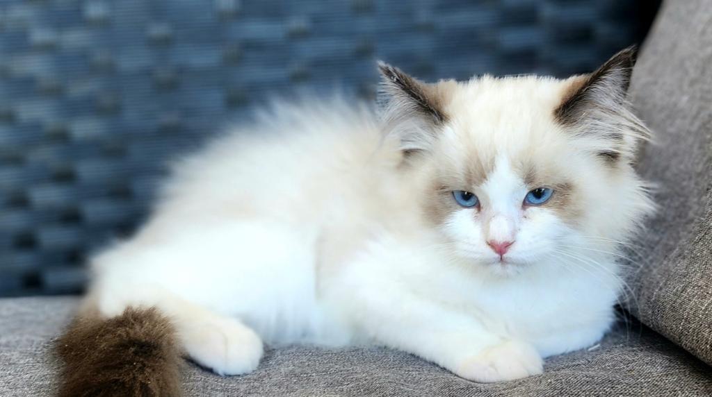 Pure Breed RAGDOLL KITTENS photo 13