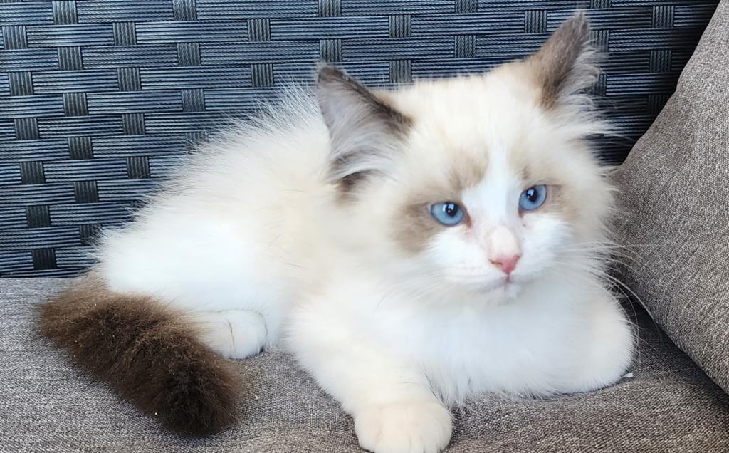 Pure Breed RAGDOLL KITTENS photo 12