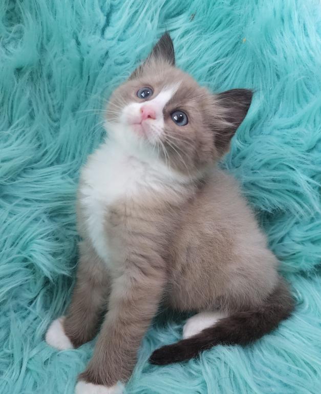 Pure Breed RAGDOLL KITTENS photo 7