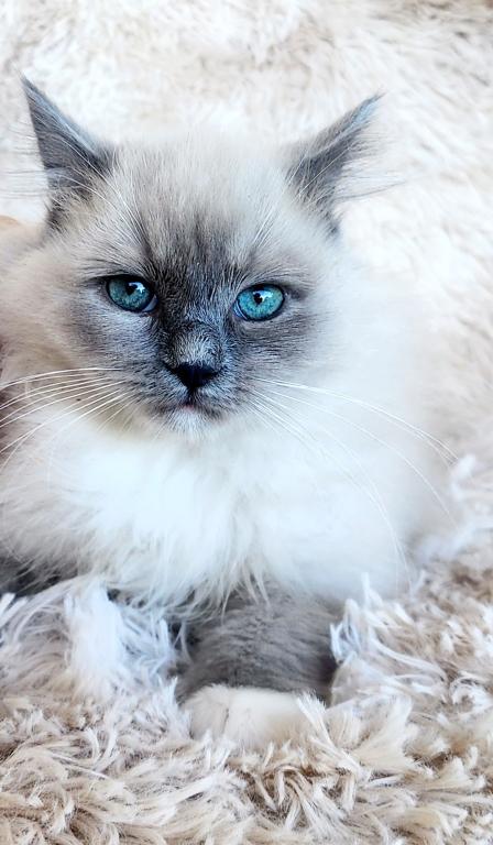 Pure Breed RAGDOLL KITTENS photo 19