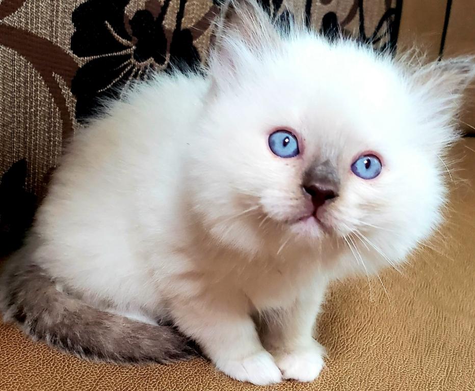 Pure Breed RAGDOLL KITTENS photo 8