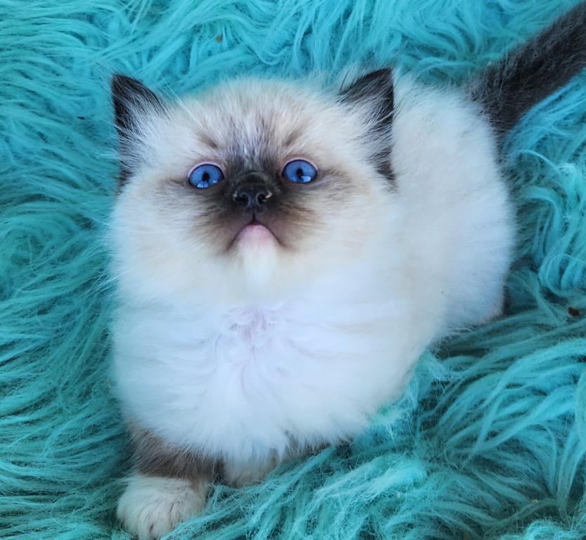 Pure Breed RAGDOLL KITTENS photo 18
