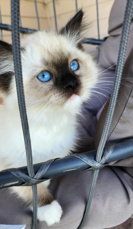 Pure Breed RAGDOLL KITTENS photo 11
