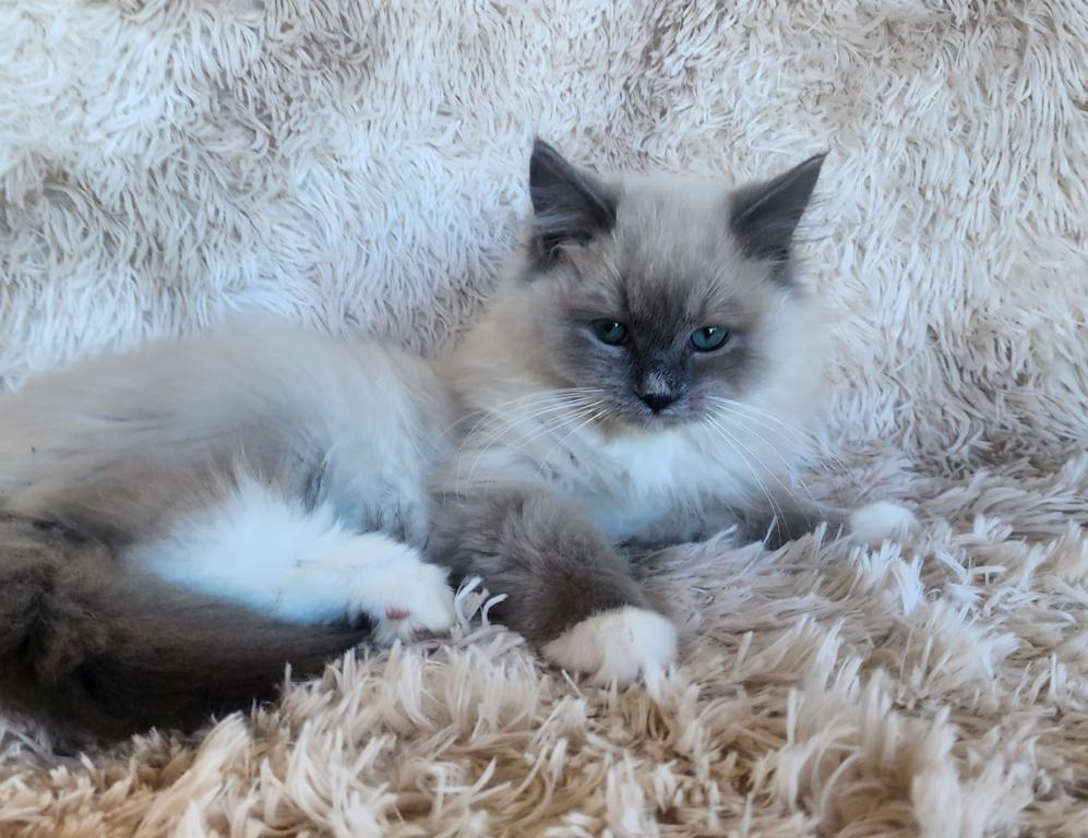 Pure Breed RAGDOLL KITTENS photo 17
