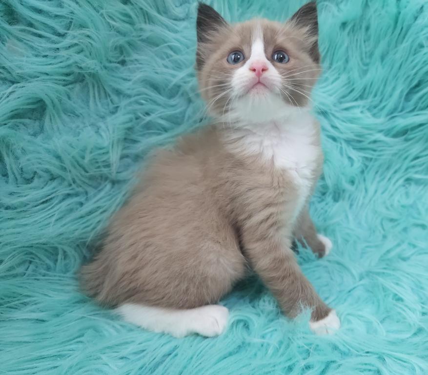Pure Breed RAGDOLL KITTENS photo 6