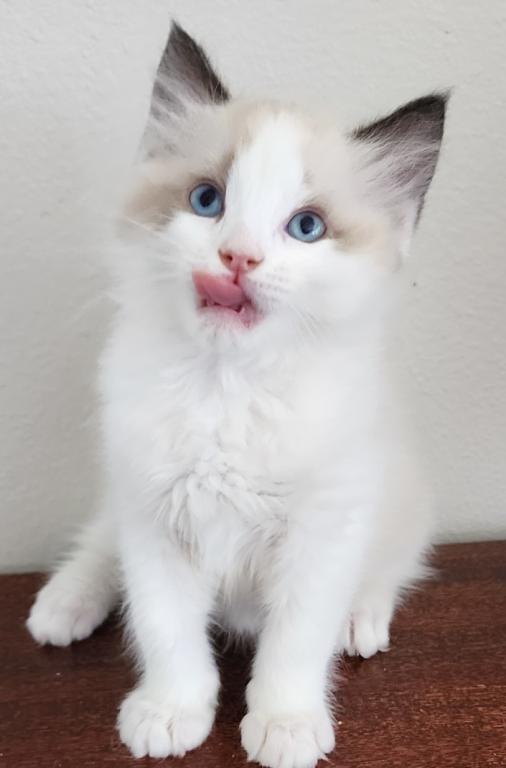 Pure Breed RAGDOLL KITTENS photo 9