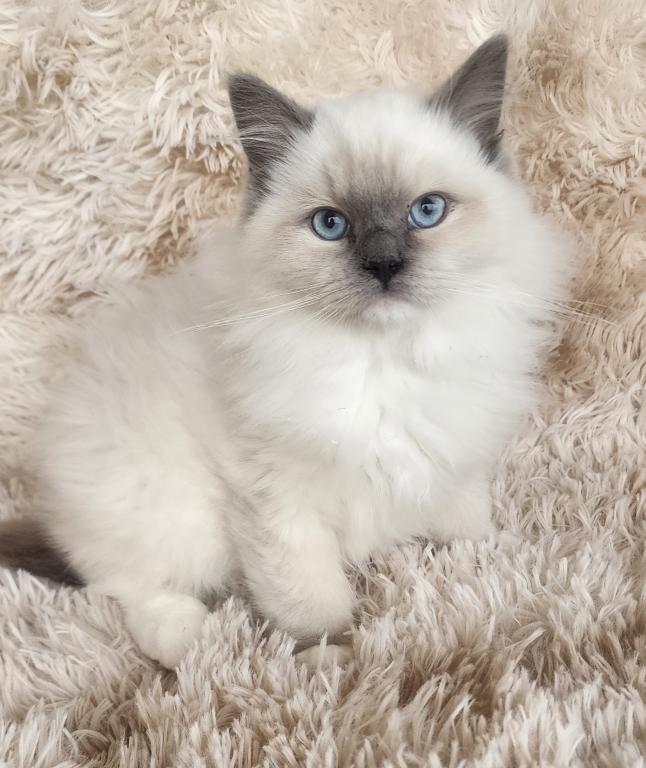 Pure Breed RAGDOLL KITTENS photo 14