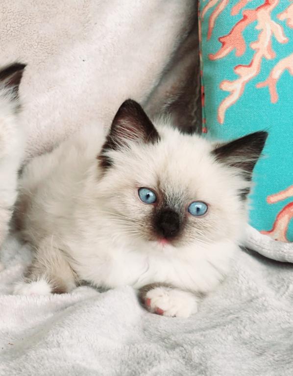 Ragdoll Kittens Both Parents TICA Registered photo 13