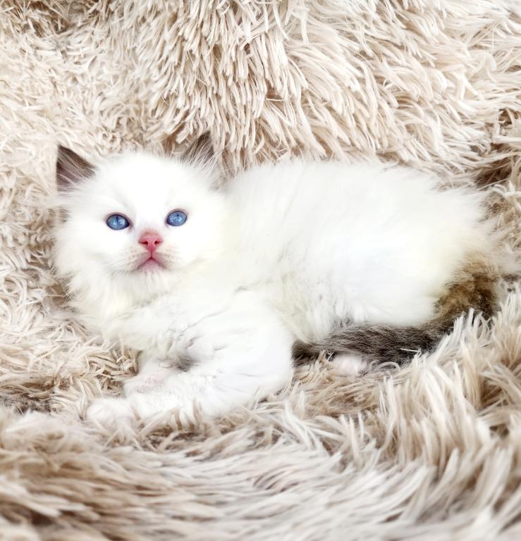 Ragdoll Kittens Both Parents TICA Registered photo 17