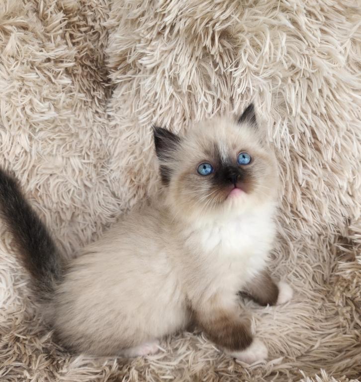 Ragdoll Kittens Both Parents TICA Registered photo 9