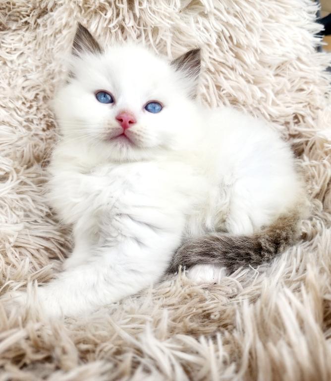Ragdoll Kittens Both Parents TICA Registered photo 15