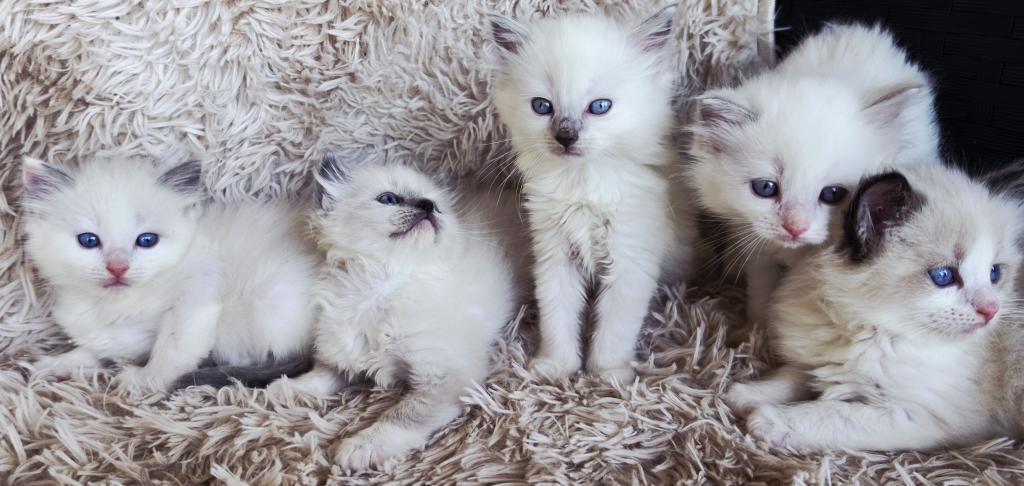 Ragdoll Kittens Both Parents TICA Registered photo 6