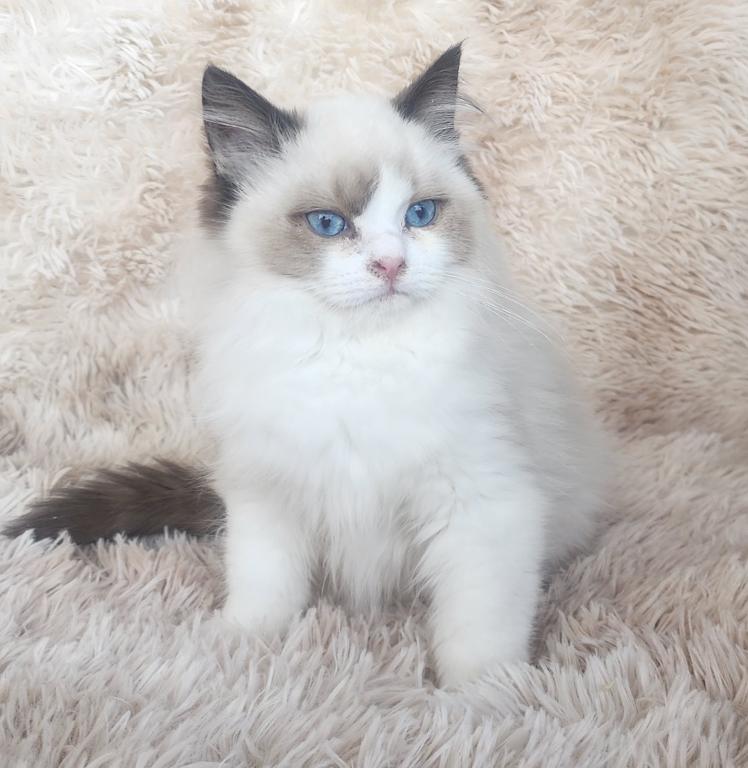 Ragdoll Kittens Both Parents TICA Registered photo 12
