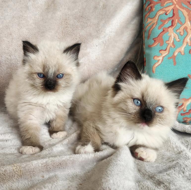 Ragdoll Kittens Both Parents TICA Registered photo 14