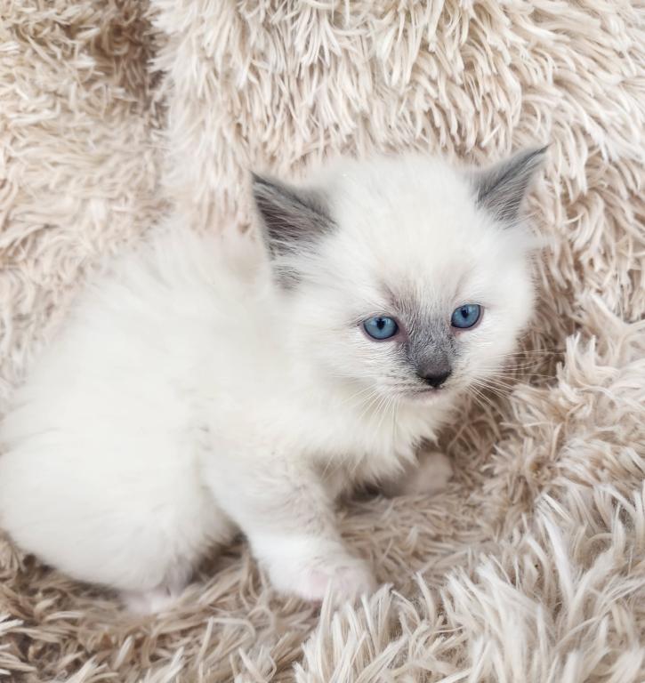 Ragdoll Kittens Both Parents TICA Registered photo 16