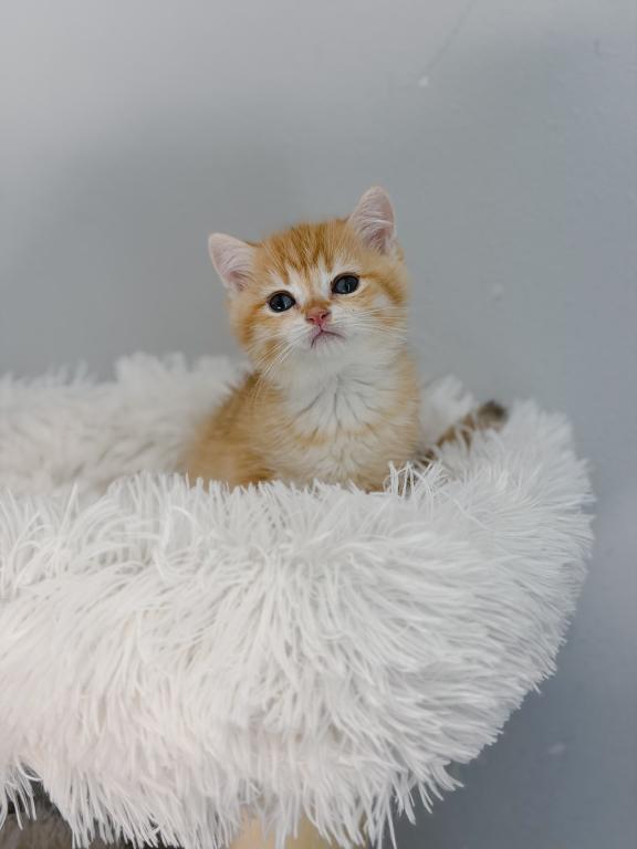 Golden British Shorthair Boy photo 5