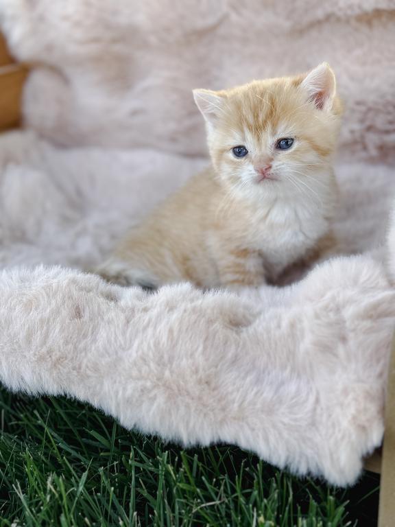 Golden British Shorthair Boy photo 11