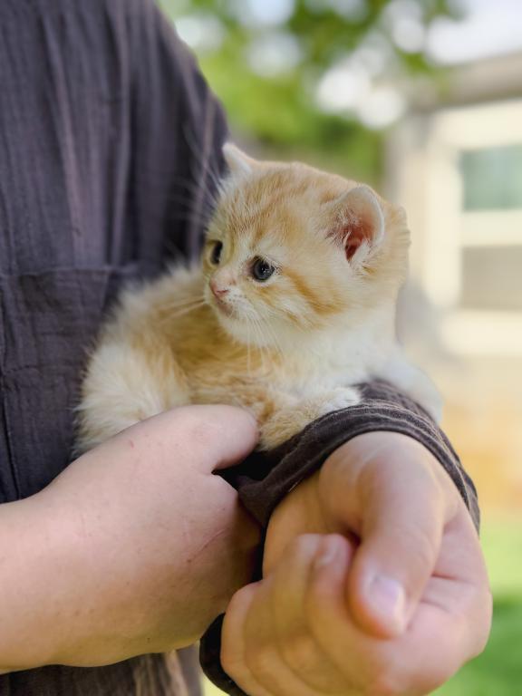 Golden British Shorthair Boy photo 13