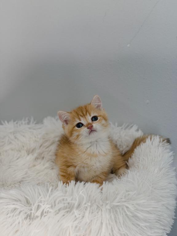 Golden British Shorthair Boy photo 4
